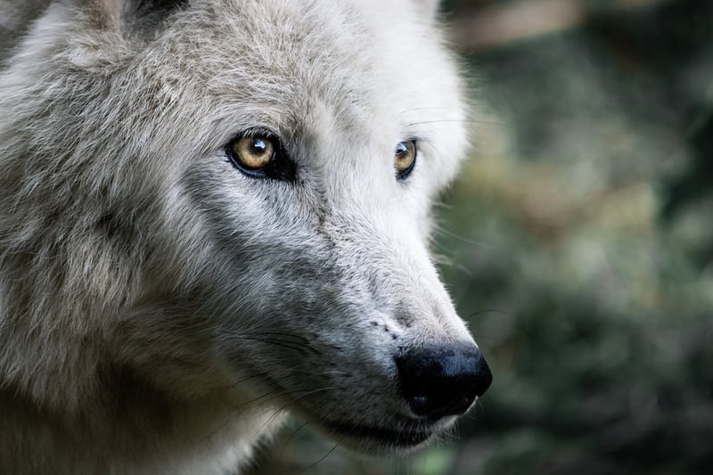 Werewolf